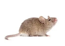 When To Remove Ants And Why Call Ants Exterminators For The Job? » Social Networking Community