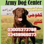Army Dog Center Islamabad Profile Picture