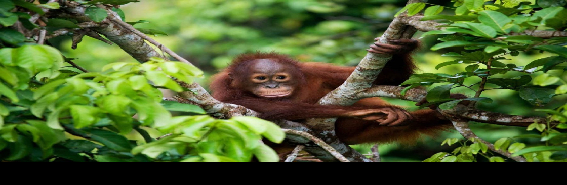 Sumatra cheeky monkeys Cover Image