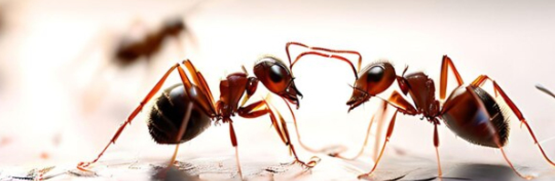 Ant Pest Control Melbourne Cover Image