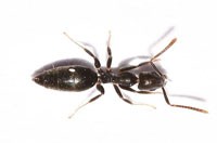 Ant Pest Control Croydon, Ant Removal Croydon, Pest Control near me