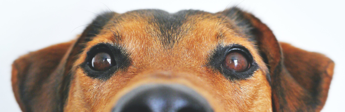 Dognitive Training Cover Image