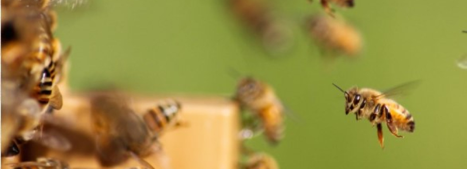 beesremoval melbourne Cover Image