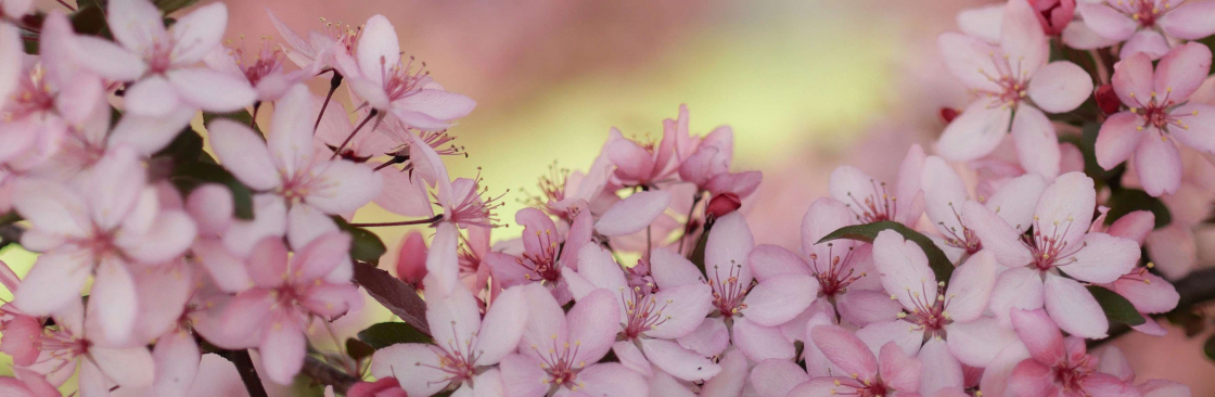 Rebecca Canning Cover Image