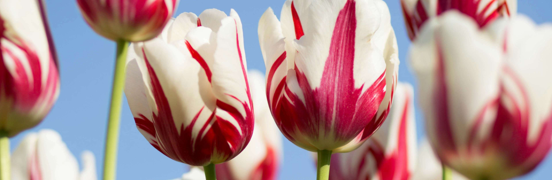 Samantha Miller Cover Image