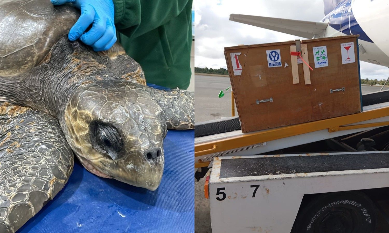 LATAM transports rescued olive ridley turtle for rehabilitation
