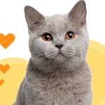 LIN SUSU Profile Picture