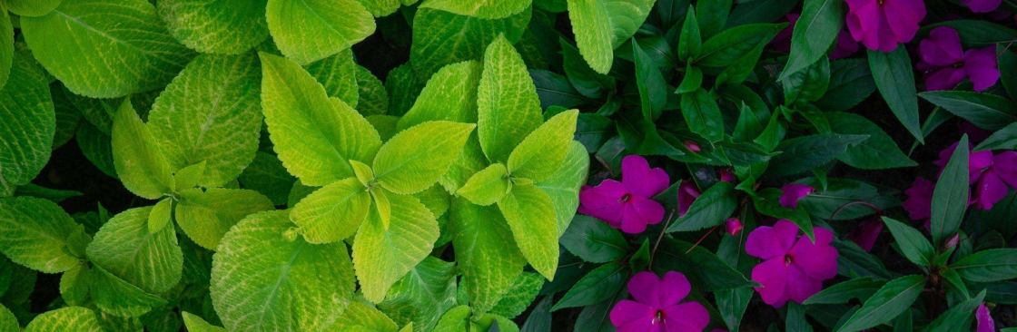 The Whole List Doc Cover Image