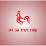 Đá gà trực tiếp Profile Picture