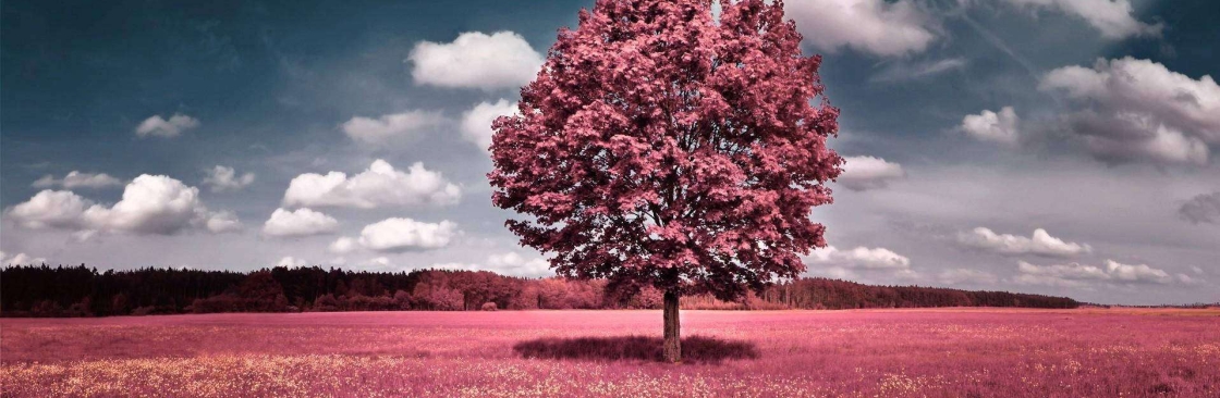 Harry Alex Cover Image