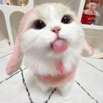 Human Cotton Profile Picture