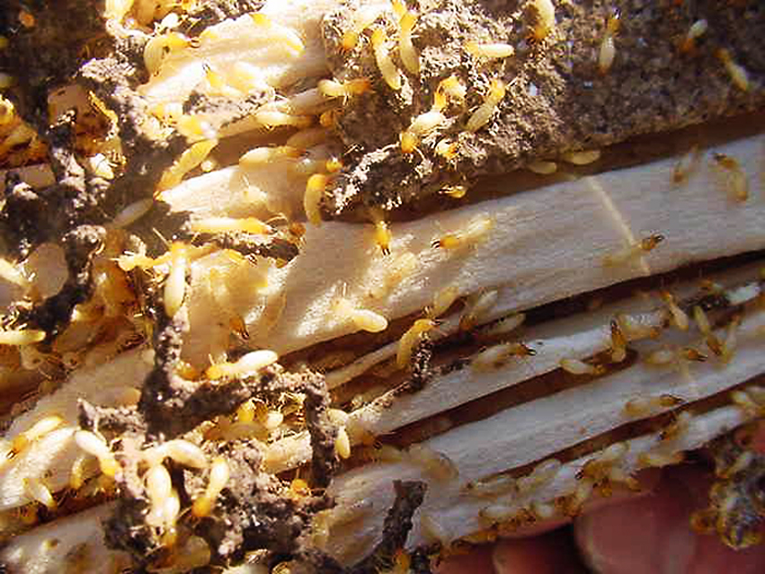 Pest Control Kingsbury, Termite Treatment & Inspections, White Ant