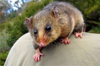 Possum Removal Malvern, Possum Pest Control Malvern