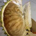 Anak Dayak Profile Picture