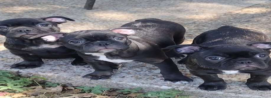 Rescue French Bulldogs Cover Image