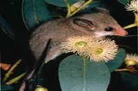 Possum Removal Brighton | Possum Pest Control Brighton