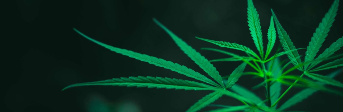 Jungle Boys Cover Image