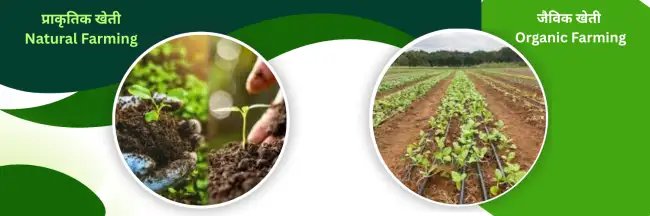 प्राकृतिक और जैविक खेती(natural farming vs organic farming) में अंतर  एक संपूर्ण और आसान मार्गदर्शिका