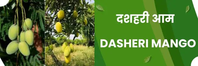 (dasheri mango) दशहरी आम प्रकृति का सुनहरा स्वादिष्ट उपहार