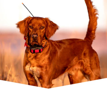 How to Choose the Right Dog Collar Training Device Online in Missouri | by Amelia Lily | Aug, 2025 | Medium