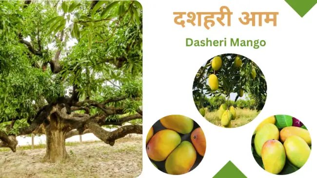 दशहरी आम आमों का राजा, स्वाद का अमरत्व