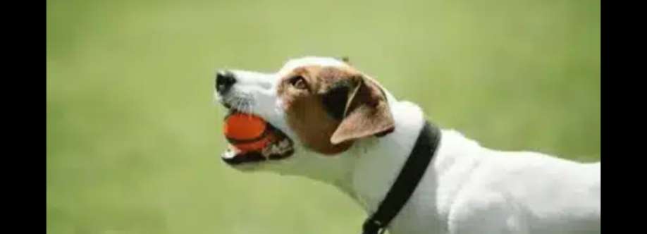 Houston dog trainer Cover Image