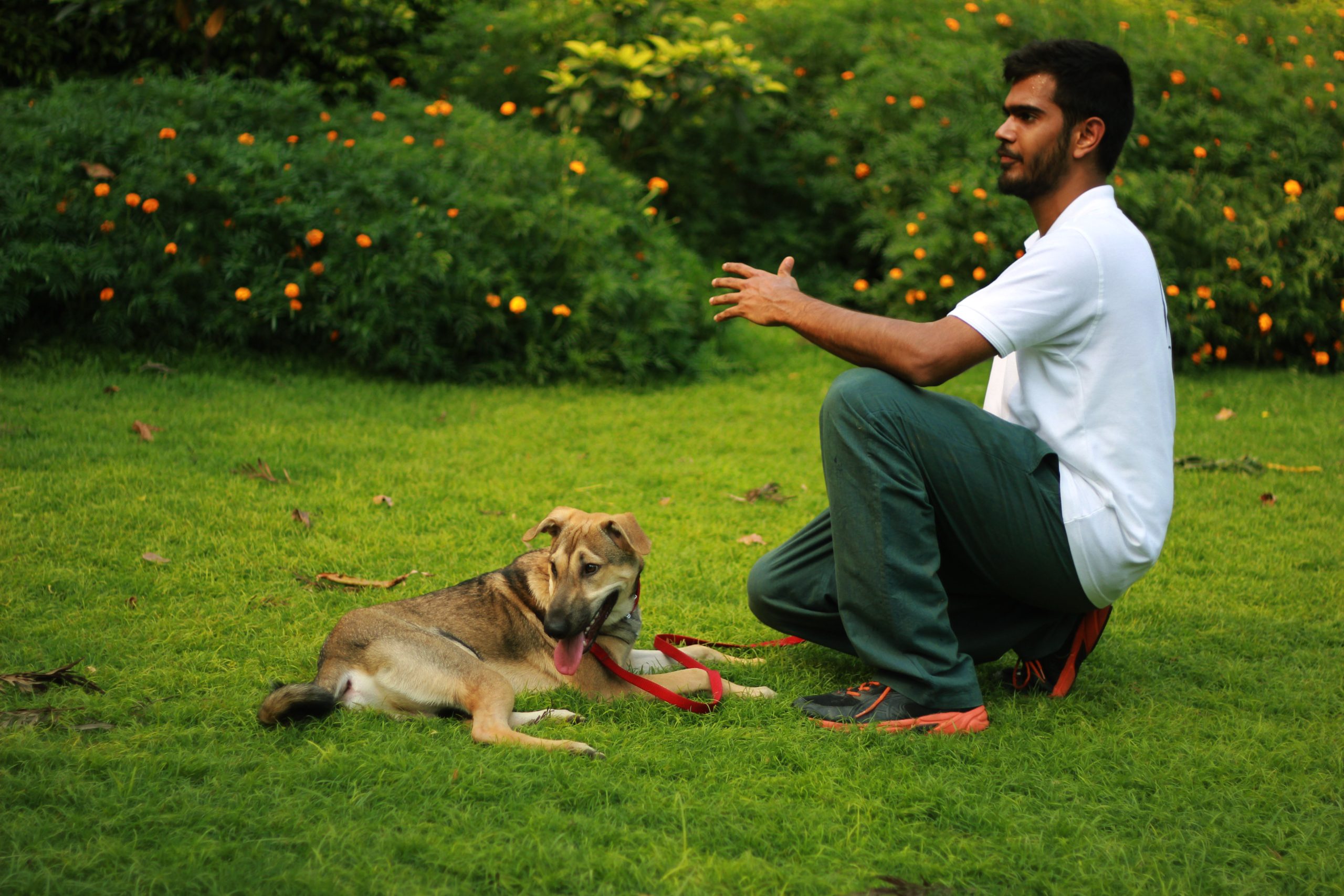 Ignis Grande | K9 School