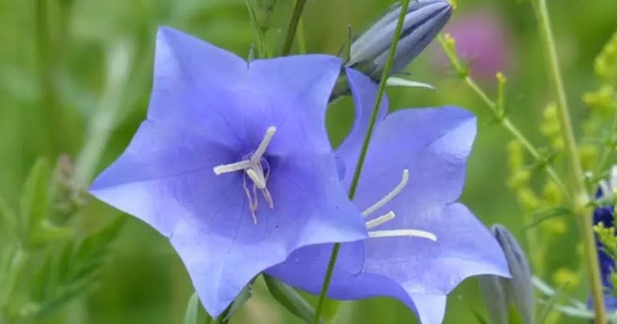 Campanula Blue Ocean – niebieska fala piękna w ogrodzie i w domu