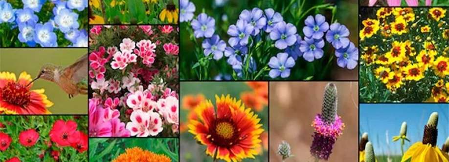 Stover Seed Company Cover Image