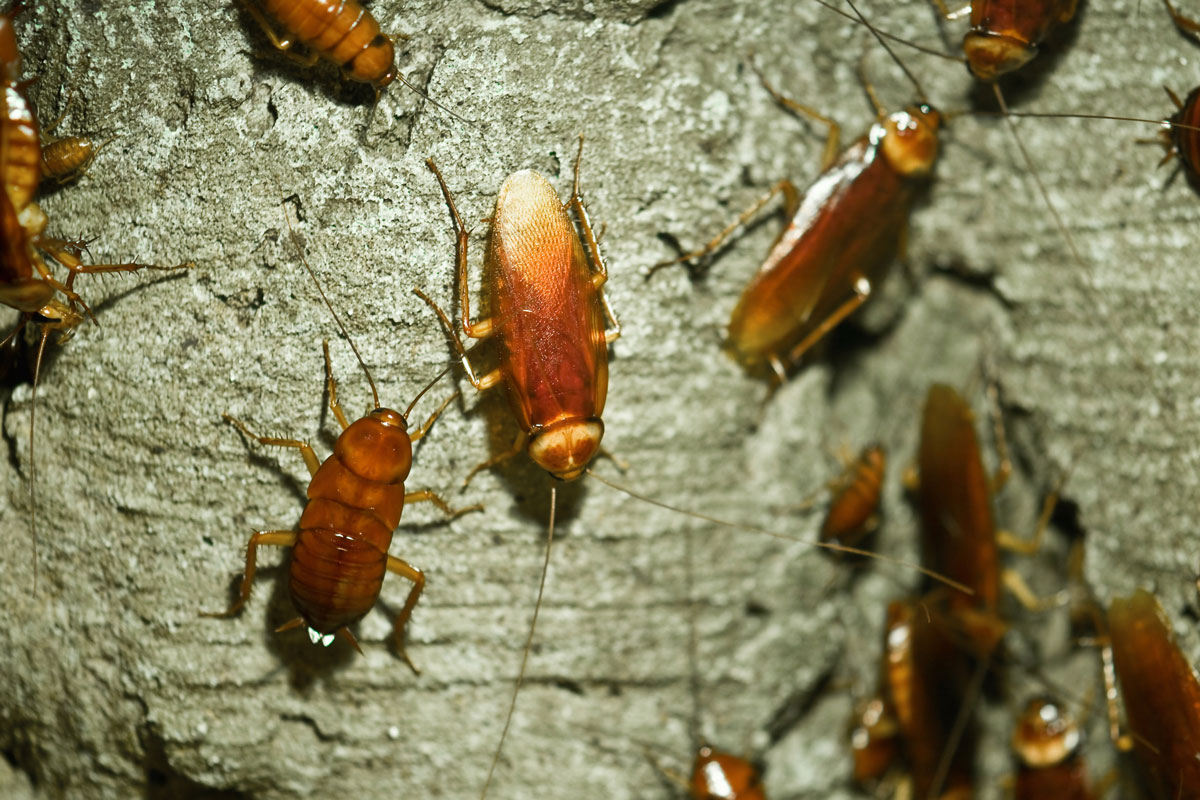 How to kill roaches around the home fast - HiCare