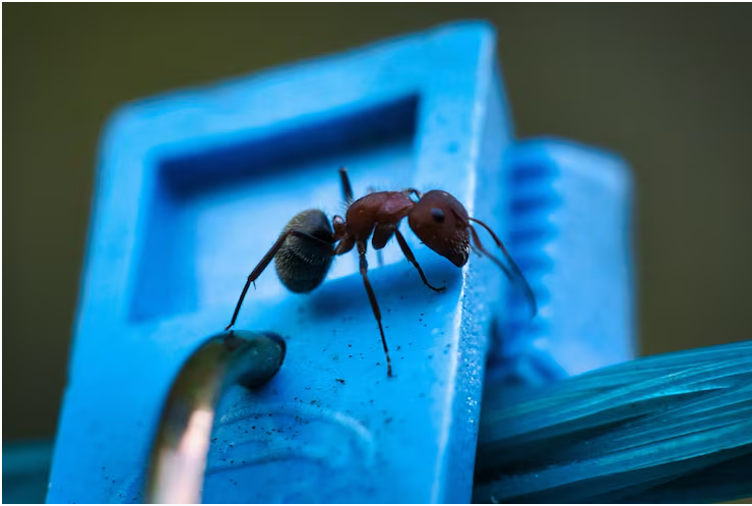Why DIY Ant Remedies Fail — When to Call a Professional in Oman - HiCare