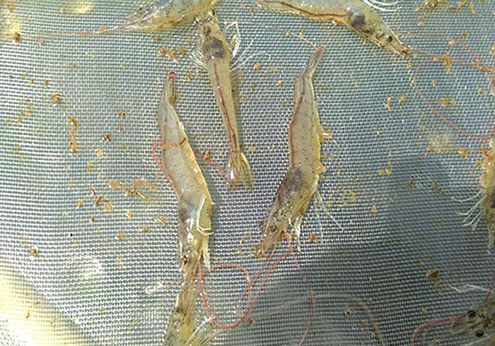 Dùng thuốc thủy sản phòng EHP trên tôm an toàn và hiệu quả