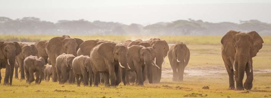 Beyond the plains safaris Cover Image