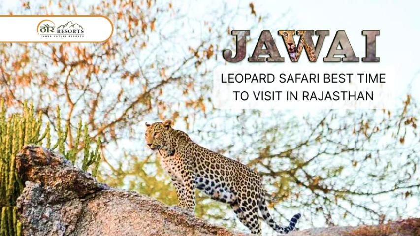Jawai Leopard Safari: Best Time To Visit In Rajasthan - PromoteProject | Startup Growth Platform