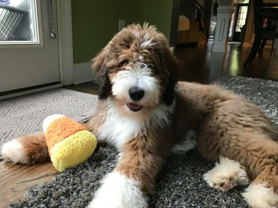 Best Bernedoodle Puppies | F1 Standard Bernedoodles Puppies For Sale