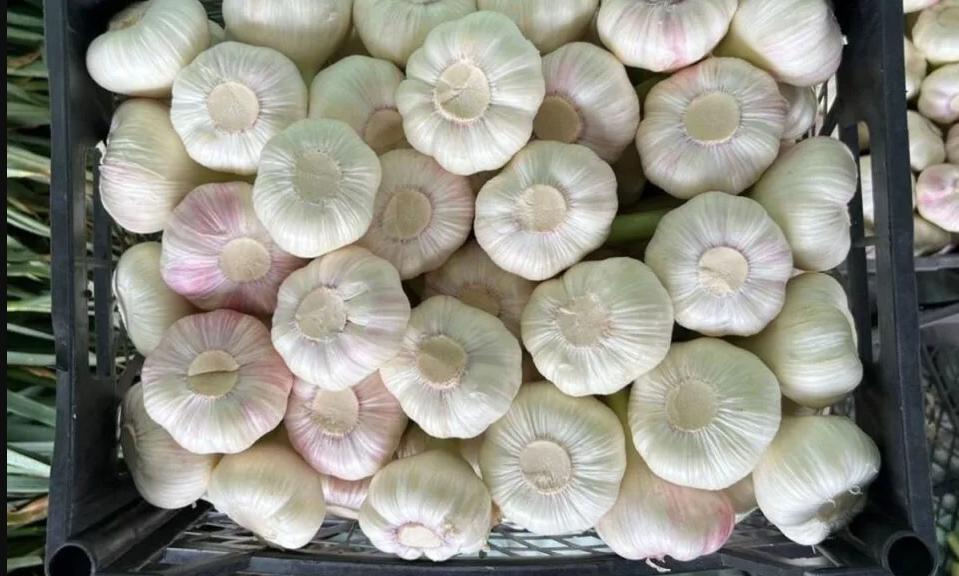 Egypt’s garlic exports to the US jump sixfold in 2025