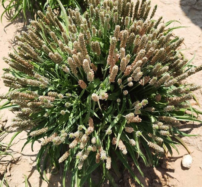 Find the Trusted Sesame Seeds Supplier in Australia for Quality Nutrition - Rutherford Voice