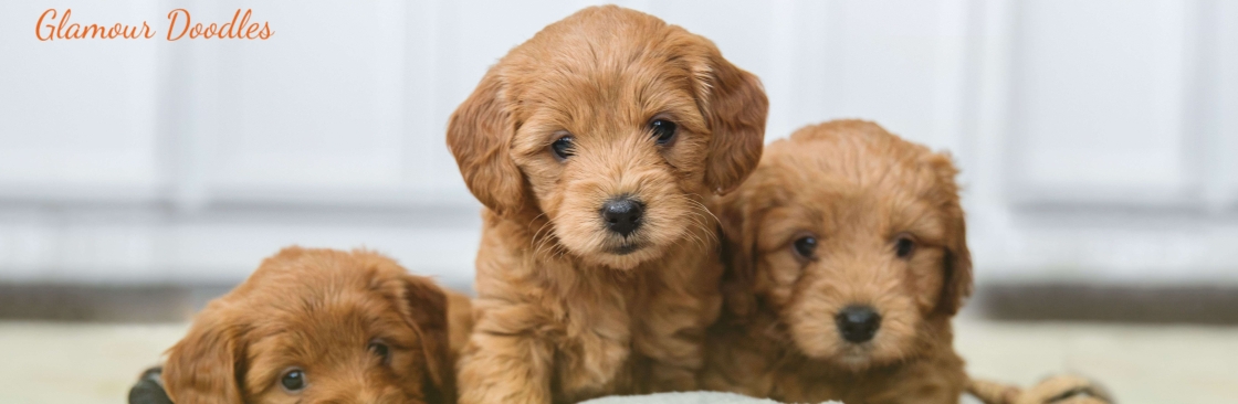 Glamour Pups Cover Image