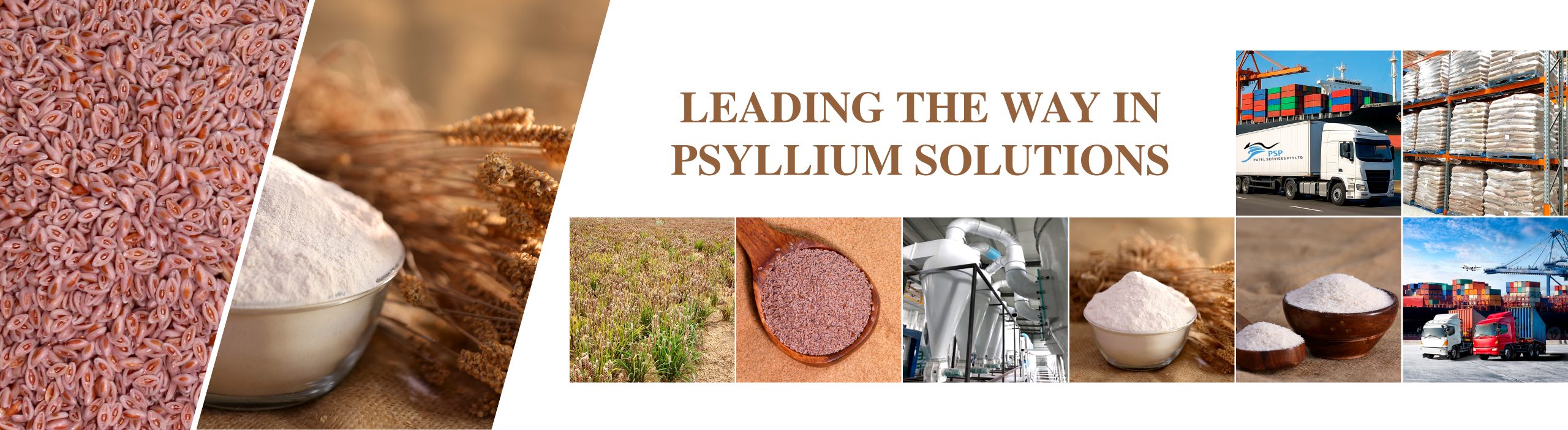 Psyllium Husk & Seeds, Powder Supplier, Importer & Manufacturer in Australia