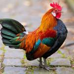 daga thomo Profile Picture