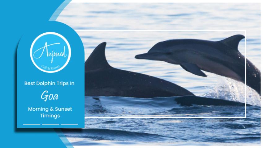 Best Dolphin Trips in Goa – Morning & Sunset Timings - PromoteProject | Startup Growth Platform