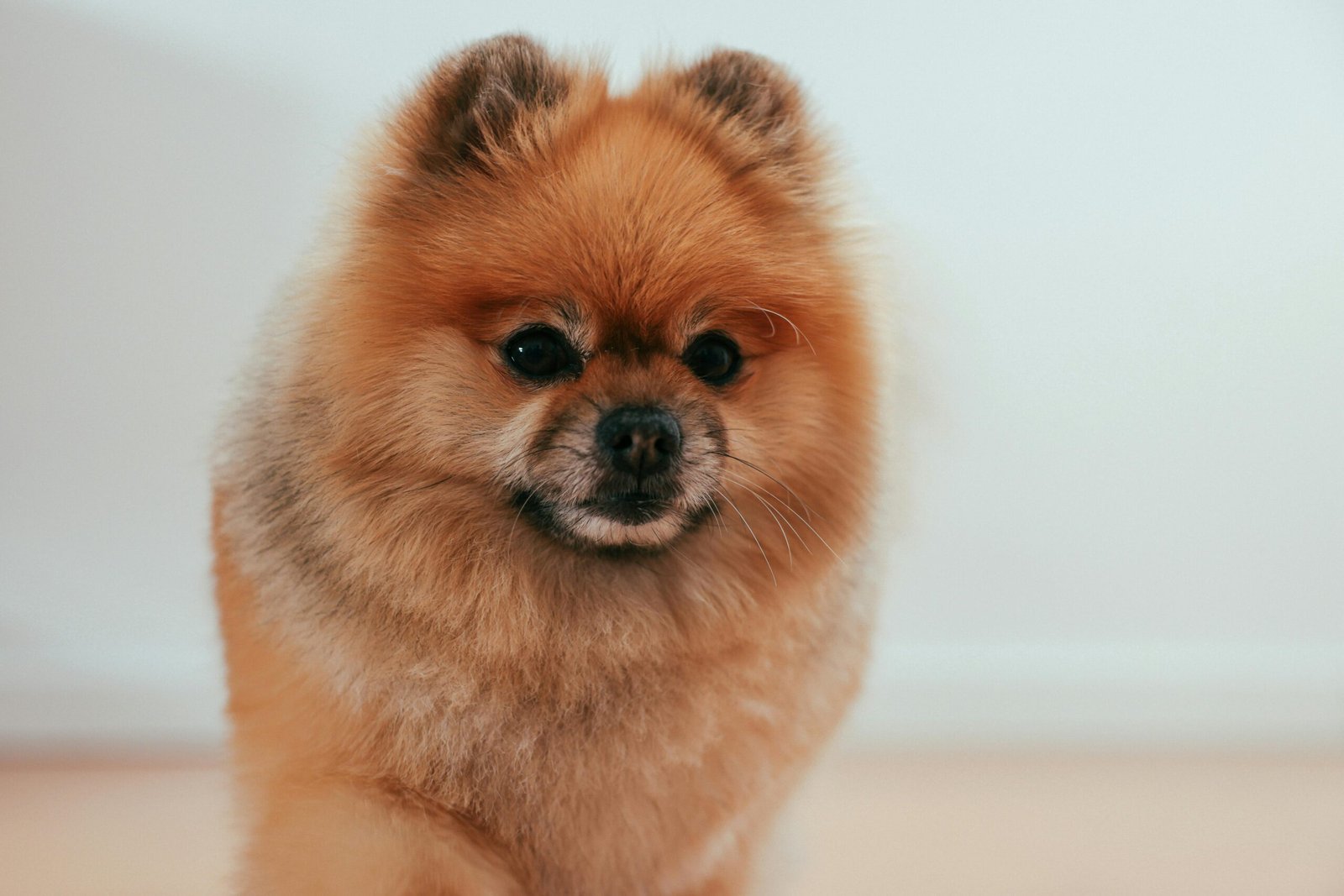 Pomeranian Dog Breeders, Pomeranian Dog Price in India