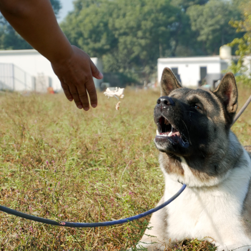 Dog Training Centre in Delhi | Expert Trainers | K9 School