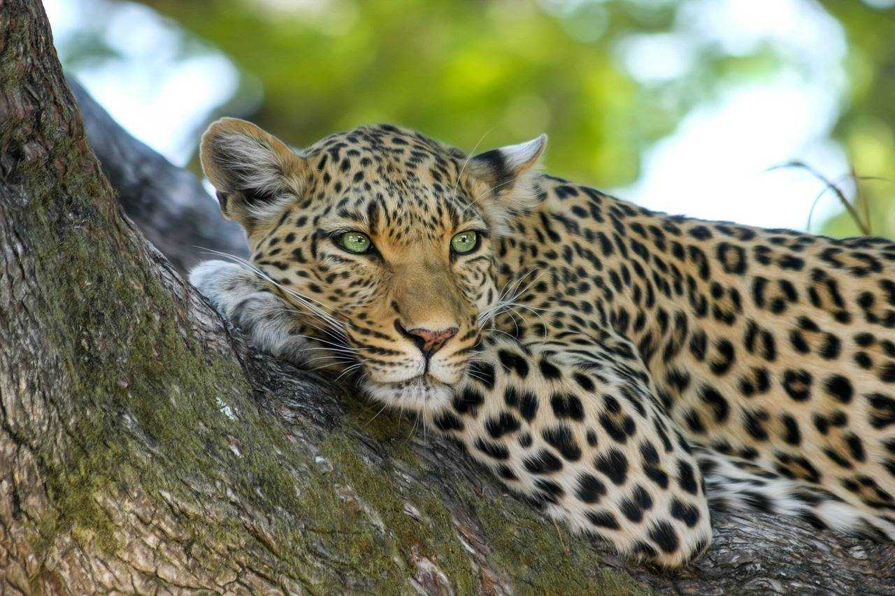Jhalana Leopard Safari Jaipur, Leopard Safari Park Booking Price