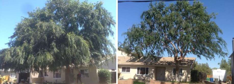 All Access Tree Care Cover Image