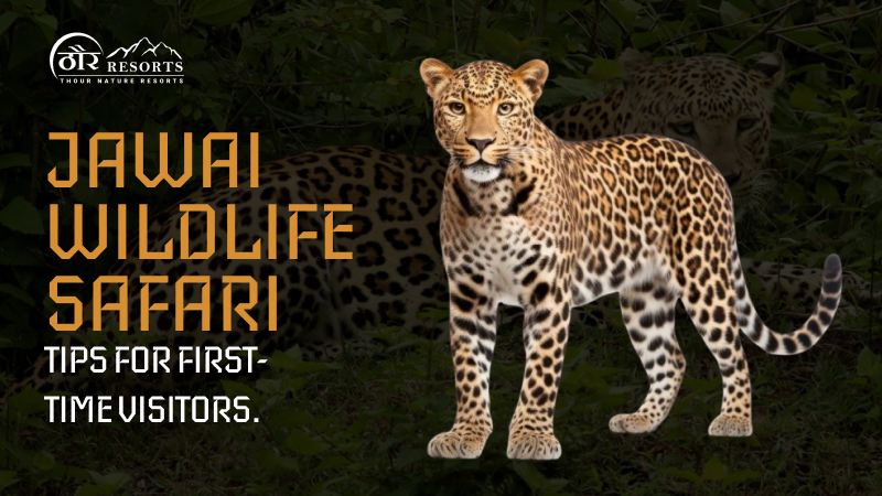 Jawai Wildlife Safari Tips for First-Time Visitors - AtoAllinks