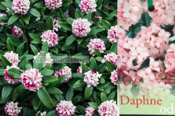 Shade Loving Plants Australia from Online Plants | Sector Hunters