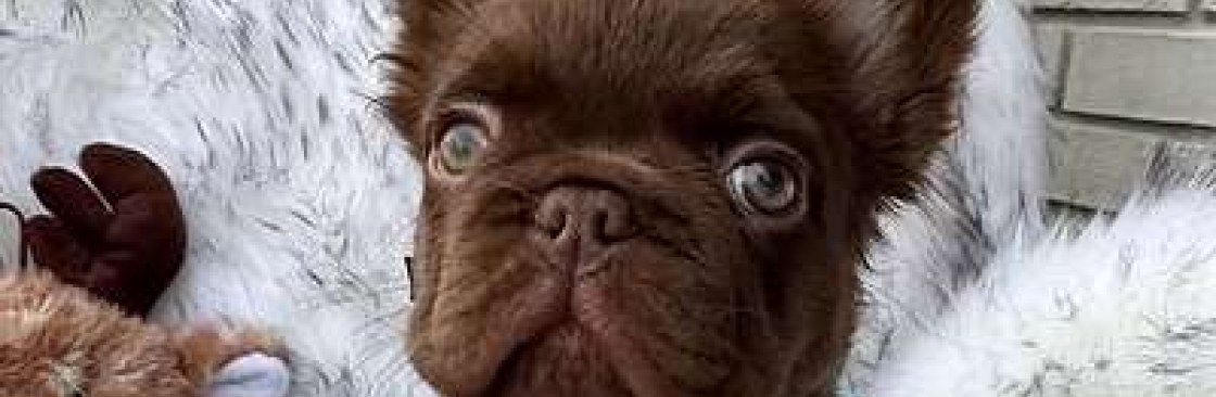 Hotstuff Frenchies Cover Image