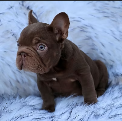 Common Myths About French Bulldogs for Sale and the Truth Behind Them - Newsglo
