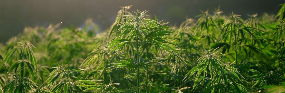 Tonik Cannabis Cover Image